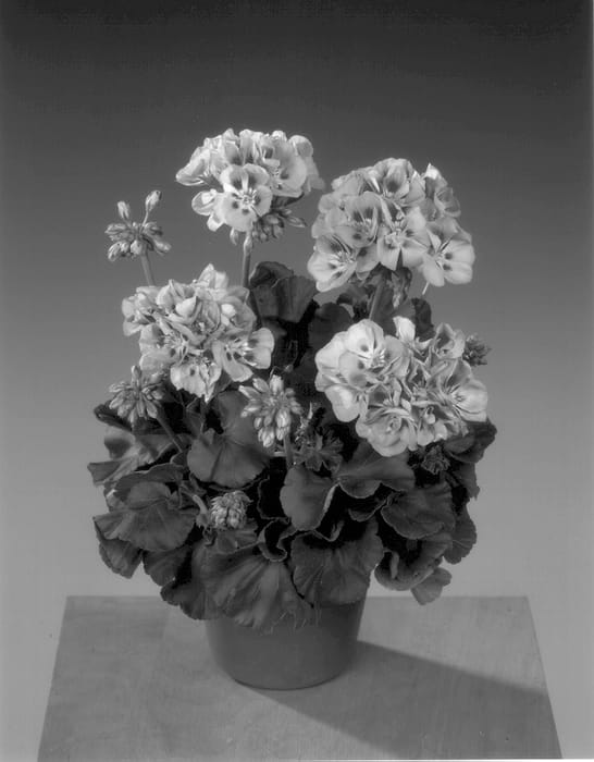 Figure 1 of US plant patent PP14456, the photograph of Fiscaseye printed in the patent.