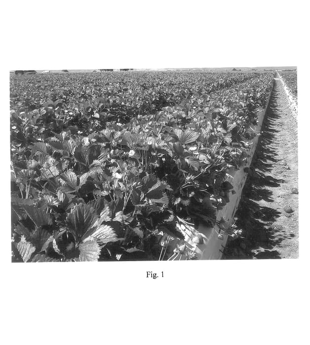 Figure 1 of US plant patent PP14457, the photograph of PS-3456 printed in the patent.