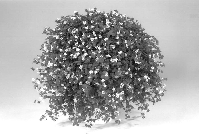 Figure 1 of US plant patent PP14458, the photograph of Dancoplace printed in the patent.