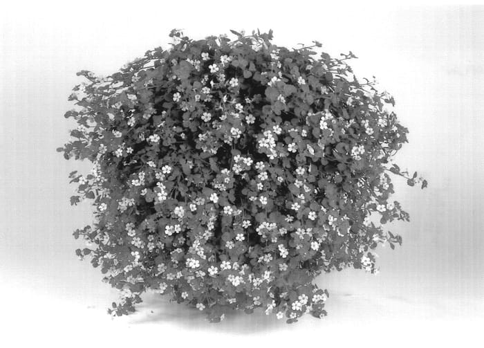 Figure 1 of US plant patent PP14459, the photograph of Dancoplav printed in the patent.