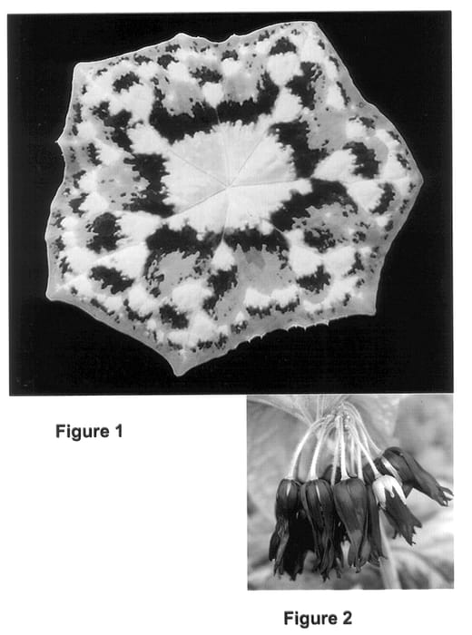 Figure 1 of US plant patent PP14460, the photograph of Kaleidoscope printed in the patent.