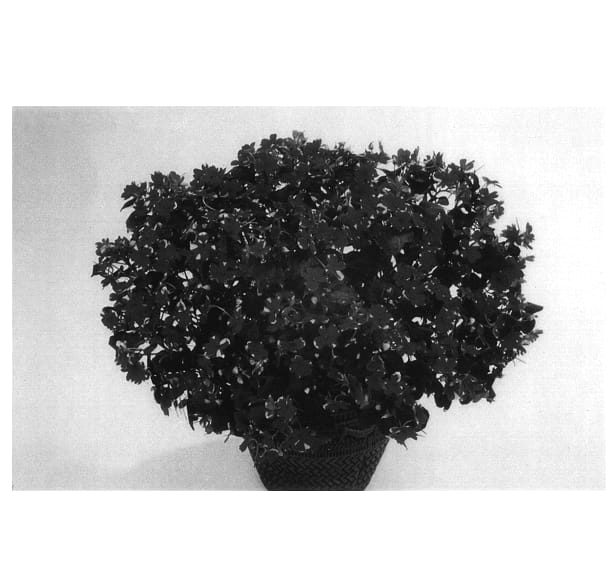 Figure 1 of US plant patent PP14461, the photograph of Balpixreco printed in the patent.