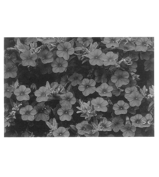 Figure 1 of US plant patent PP14462, the photograph of Cal Scared printed in the patent.