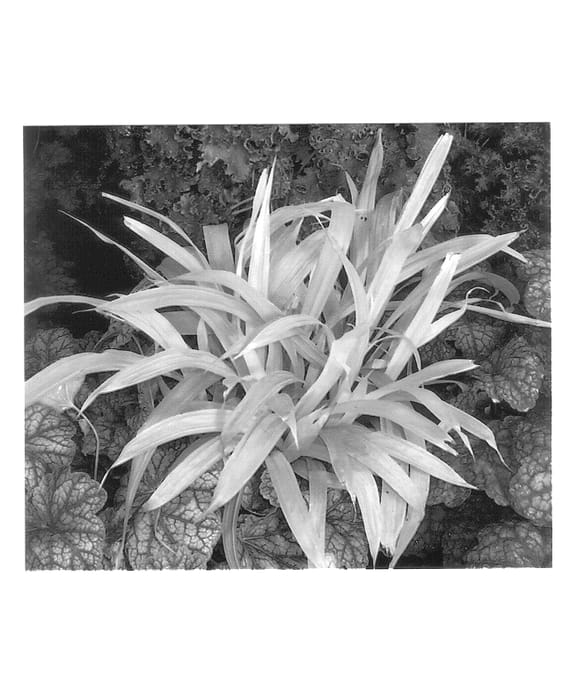 Figure 1 of US plant patent PP14463, the photograph of Lemon Zest printed in the patent.