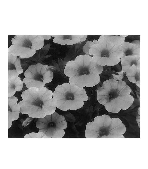 Figure 1 of US plant patent PP14464, the photograph of Cal Yel printed in the patent.