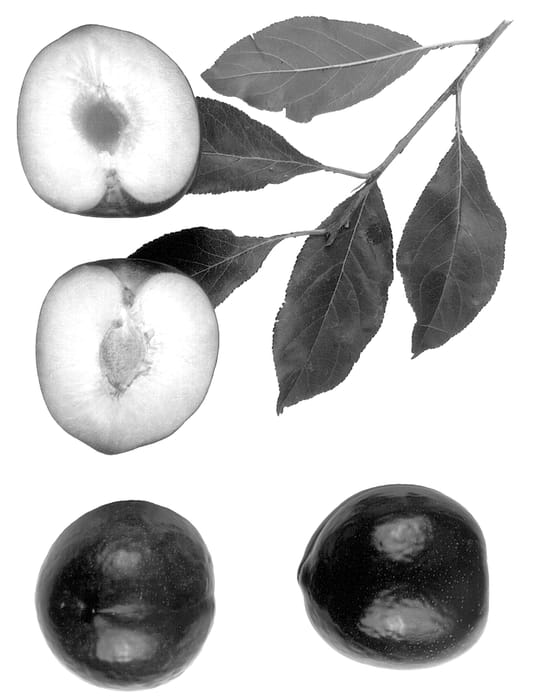 Figure 1 of US plant patent PP14465, the photograph of Big Red printed in the patent.