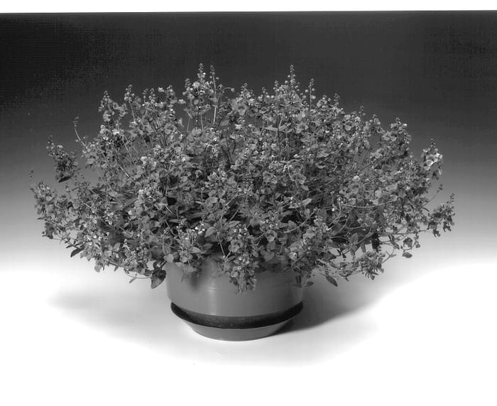 Figure 1 of US plant patent PP14466, the photograph of Diastonia printed in the patent.