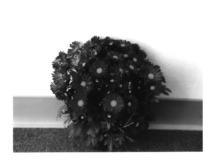 Figure 1 of US plant patent PP14467, the photograph of MOZA RT 01 printed in the patent.