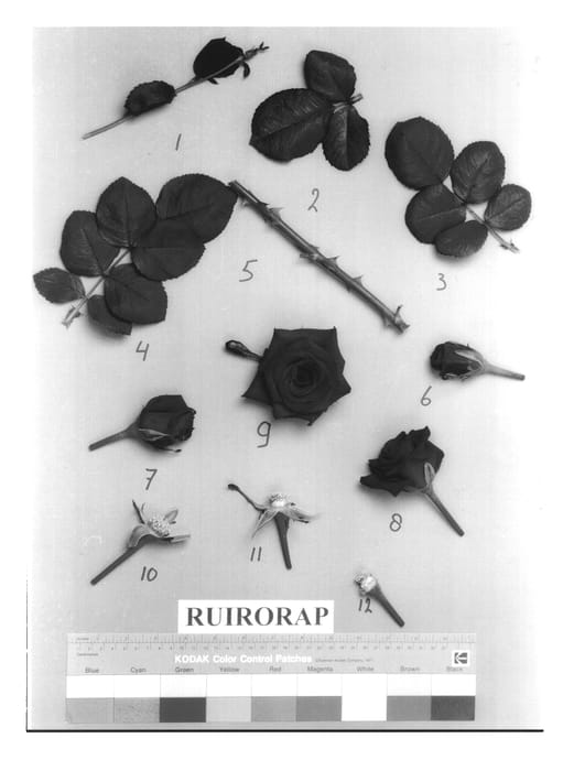 Figure 1 of US plant patent PP14468, the photograph of Ruirorap printed in the patent.