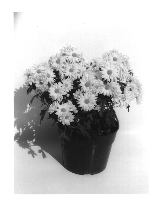 Figure 1 of US plant patent PP14469, the photograph of Gedi Two Ylpap printed in the patent.