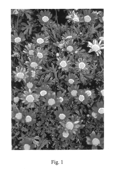 Figure 1 of US plant patent PP14470, the photograph of M9/18D printed in the patent.