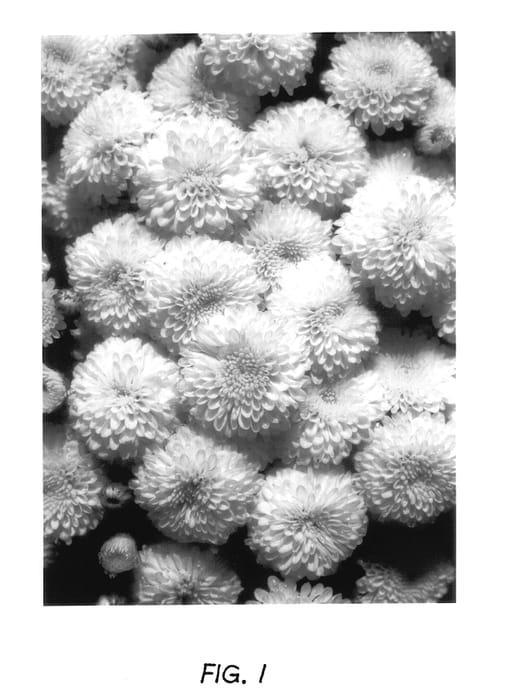 Figure 1 of US plant patent PP14471, the photograph of Gedi Two Cor printed in the patent.