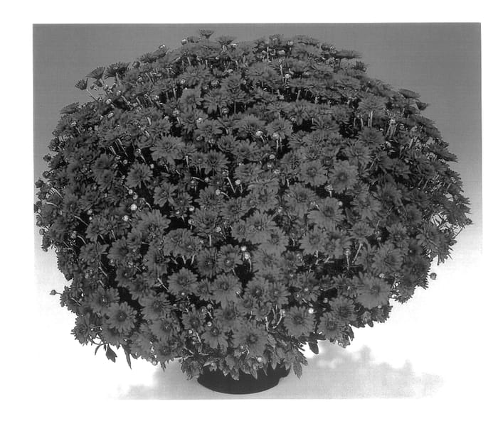 Figure 1 of US plant patent PP14472, the photograph of Gedi Two Cam printed in the patent.