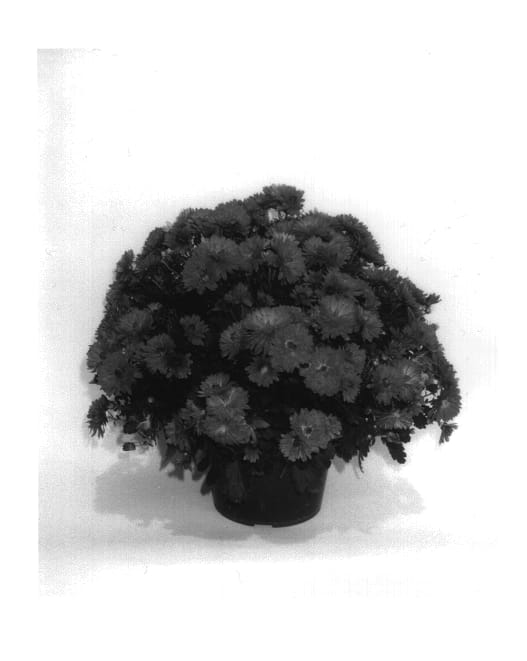 Figure 1 of US plant patent PP14473, the photograph of Gedi Two Are printed in the patent.