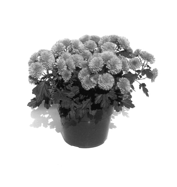 Figure 1 of US plant patent PP14474, the photograph of Gedi Two Can printed in the patent.