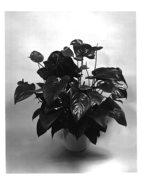 Figure 1 of US plant patent PP14475, the photograph of Pippi printed in the patent.