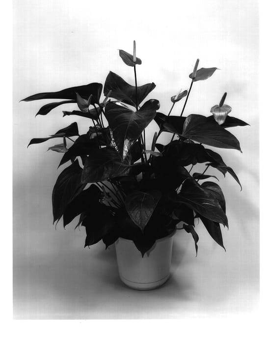 Figure 1 of US plant patent PP14476, the photograph of Misty Rose printed in the patent.
