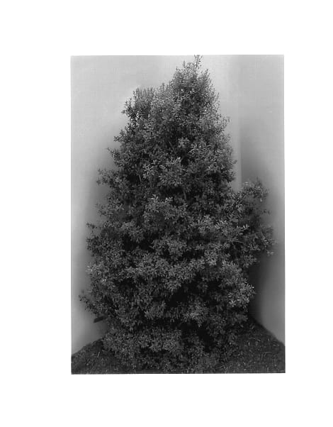 Figure 1 of US plant patent PP14477, the photograph of HL10-90 printed in the patent.
