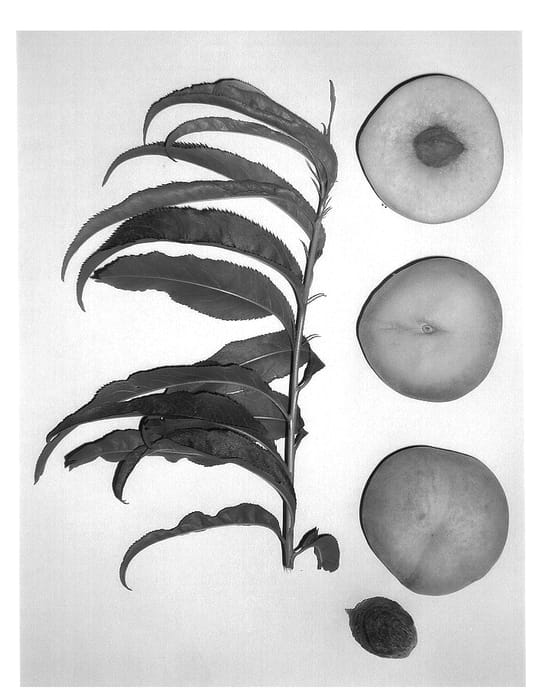 Figure 1 of US plant patent PP14478, the photograph of Burpeachseventeen printed in the patent.