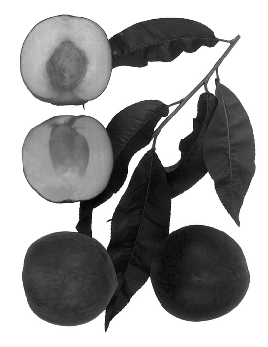 Figure 1 of US plant patent PP14479, the photograph of Snow Peak printed in the patent.