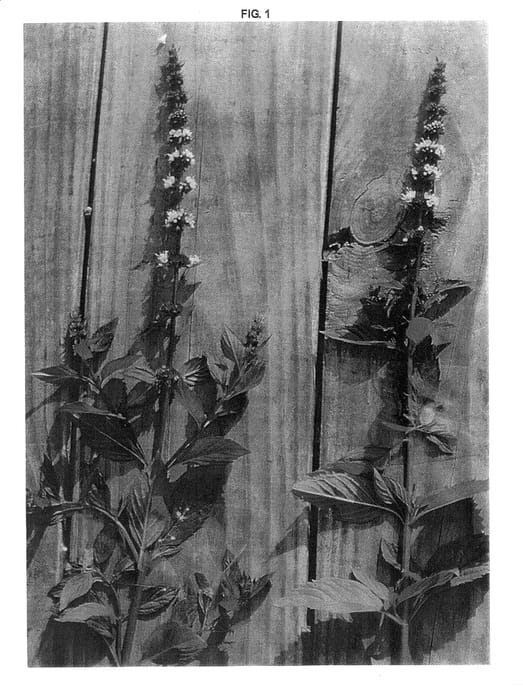 Figure 1 of US plant patent PP14480, the photograph of McKenzie printed in the patent.