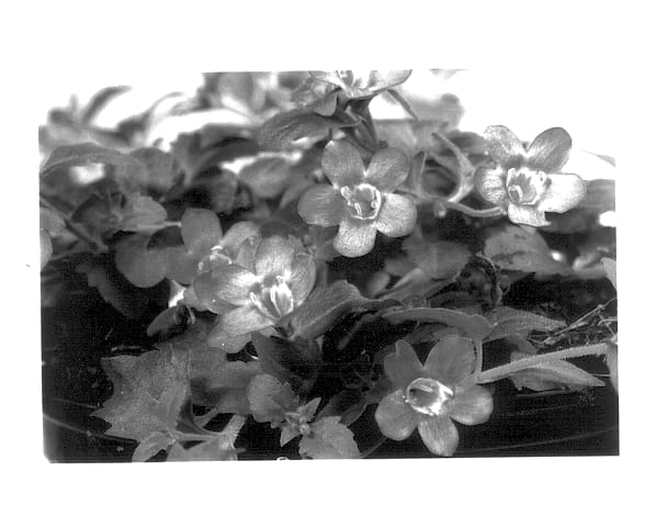 Figure 1 of US plant patent PP14481, the photograph of Wesbavio printed in the patent.