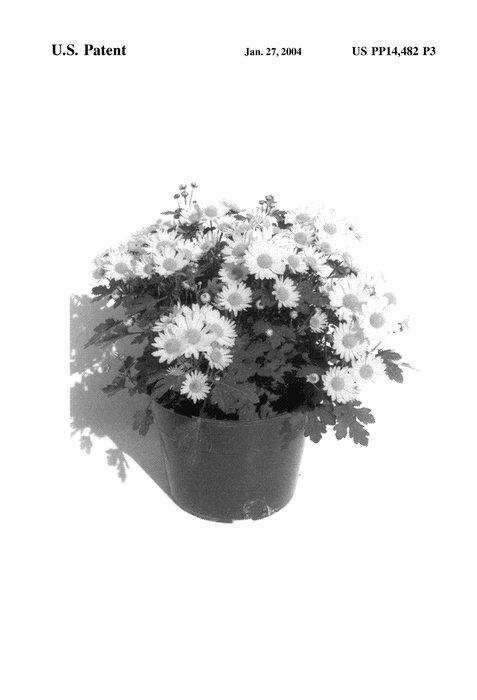 Figure 4 of US plant patent PP14482, the photograph of Gedi Two Ylatl printed in the patent.