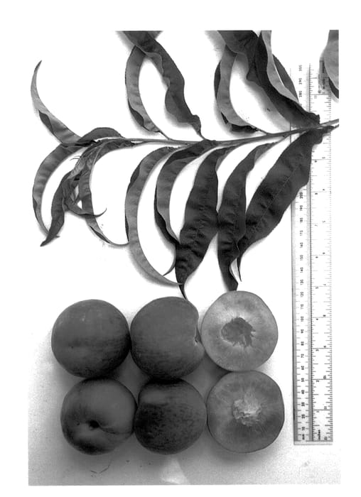 Figure 1 of US plant patent PP14483, the photograph of Gulfking printed in the patent.
