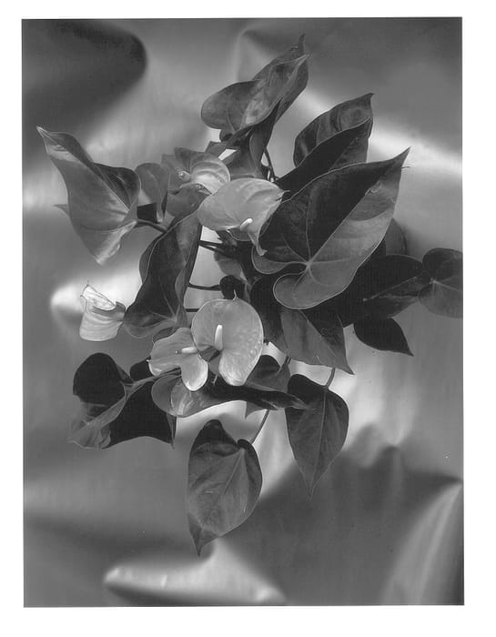 Figure 1 of US plant patent PP14484, the photograph of Tender Love printed in the patent.