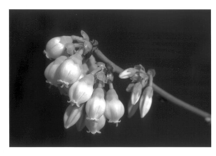 Figure 1 of US plant patent PP14485, the photograph of Florida Rose printed in the patent.