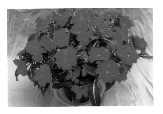 Figure 1 of US plant patent PP14486, the photograph of Ovation Suncatcher Orange printed in the patent.