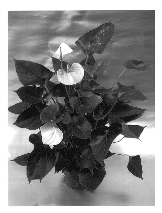 Figure 1 of US plant patent PP14487, the photograph of Bright Love printed in the patent.