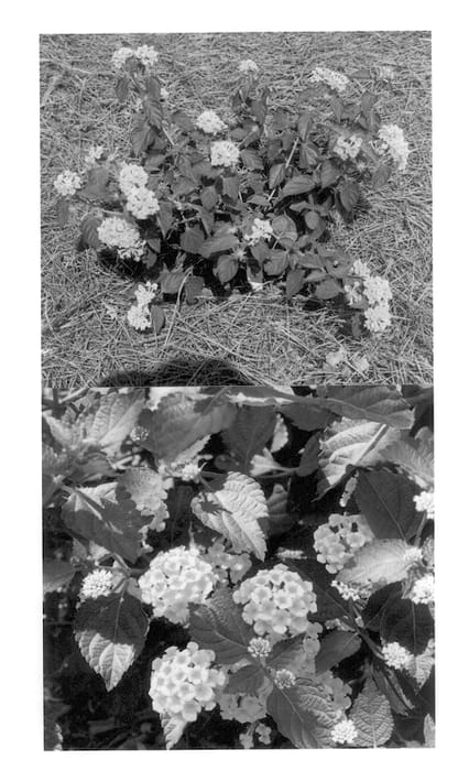 Figure 1 of US plant patent PP14488, the photograph of Sonshine printed in the patent.
