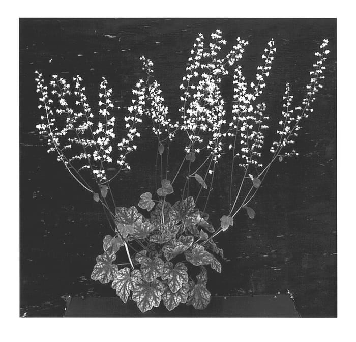 Figure 1 of US plant patent PP14489, the photograph of Heart of Darkness printed in the patent.