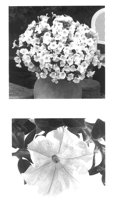 Figure 1 of US plant patent PP14490, the photograph of Wespevan printed in the patent.