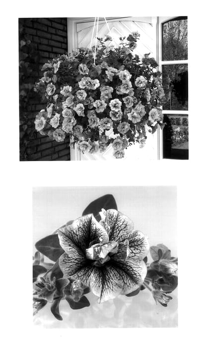 Figure 1 of US plant patent PP14491, the photograph of Wespeal printed in the patent.