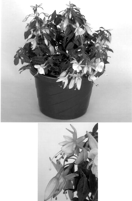 Figure 1 of US plant patent PP14492, the photograph of Goetzrose printed in the patent.