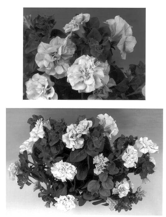 Figure 1 of US plant patent PP14493, the photograph of Condolavender printed in the patent.