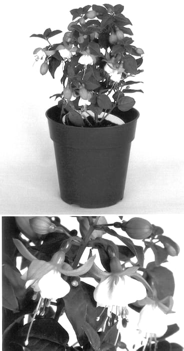 Figure 1 of US plant patent PP14494, the photograph of Goetzlucy printed in the patent.