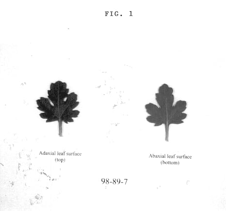 Figure 1 of US plant patent PP14495, the photograph of MN98-89-7 printed in the patent.