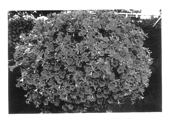 Figure 1 of US plant patent PP14496, the photograph of Cal Pink printed in the patent.