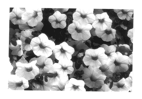 Figure 1 of US plant patent PP14497, the photograph of Cal White printed in the patent.