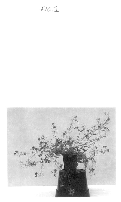 Figure 1 of US plant patent PP14498, the photograph of Balwhiscran printed in the patent.