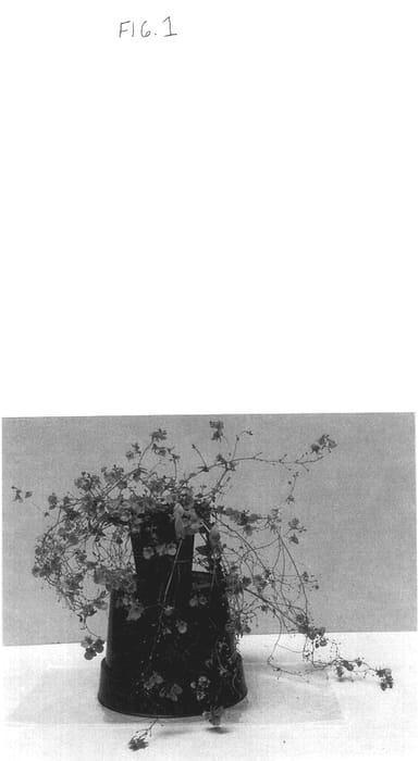 Figure 1 of US plant patent PP14499, the photograph of Balwhisalim printed in the patent.