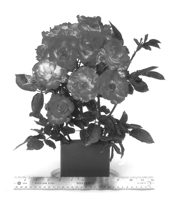 Figure 1 of US plant patent PP14500, the photograph of ORApaymel printed in the patent.