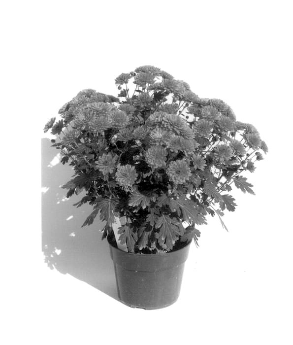 Figure 1 of US plant patent PP14501, the photograph of Gedi Two Pad printed in the patent.