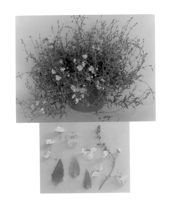Figure 1 of US plant patent PP14502, the photograph of Peach Blossom printed in the patent.