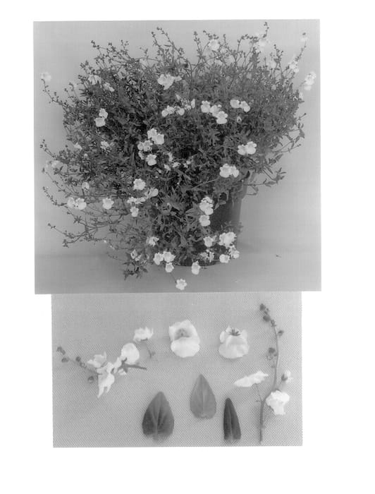 Figure 1 of US plant patent PP14503, the photograph of Icepole printed in the patent.
