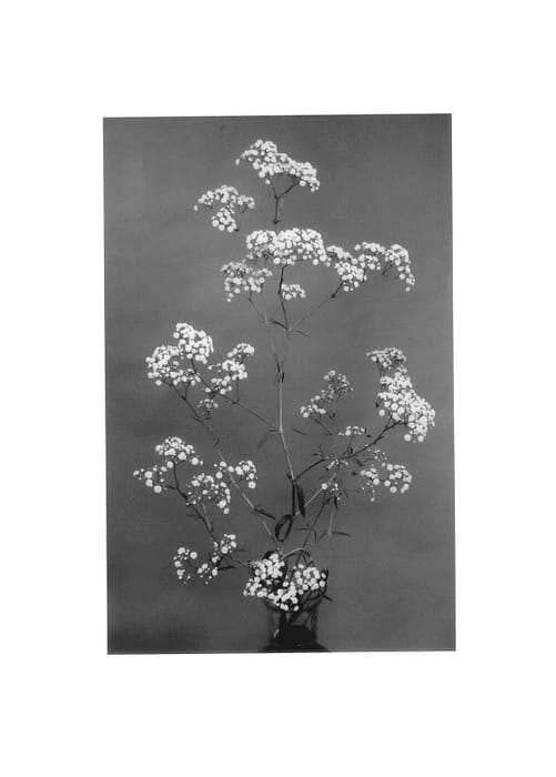 Figure 1 of US plant patent PP14504, the photograph of Blancanieves printed in the patent.