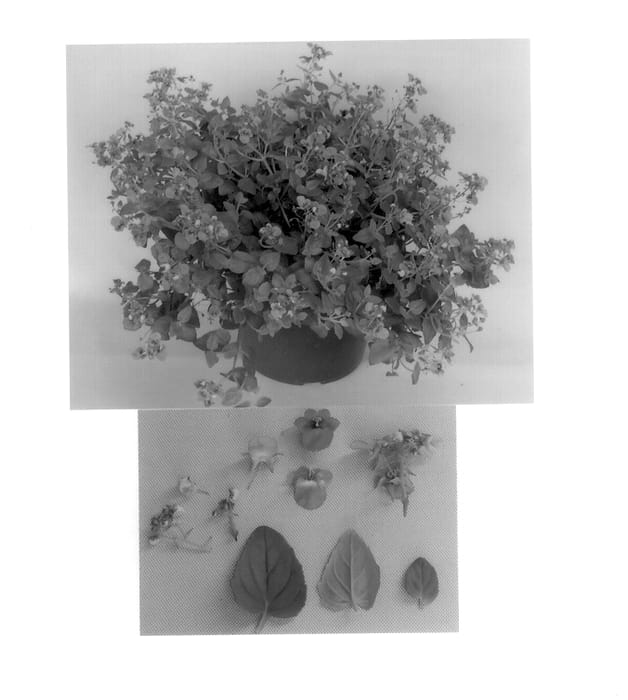 Figure 1 of US plant patent PP14505, the photograph of Hannah Rose printed in the patent.